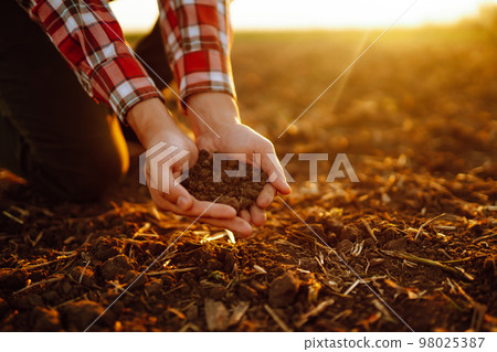 Hand of expert farmer collect soil and checking soil health before growth a seed of vegetable. 98025387