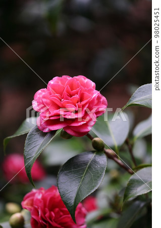 Solstice Camellia in Pink Solstice Camellia in Pink