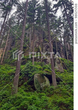 Beautiful view of the trees in the mountains. Hiking. Outdoor recreation. Beautiful view of the trees in the mountains. Hiking. Outdoor recreation. 98025508