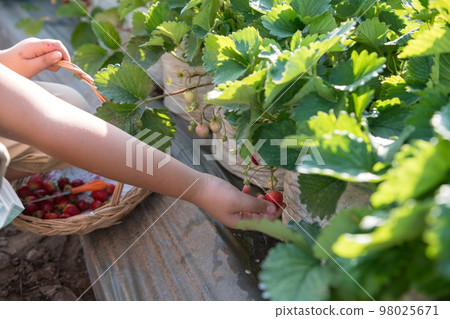 young boy pick strawberries in the garden to keep into basket young boy pick strawberries in the garden to keep into basket 98025671