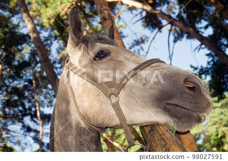Horse's head in the bridle close-up against the background of trees Horse's head in the bridle close-up against the background of trees 98027591