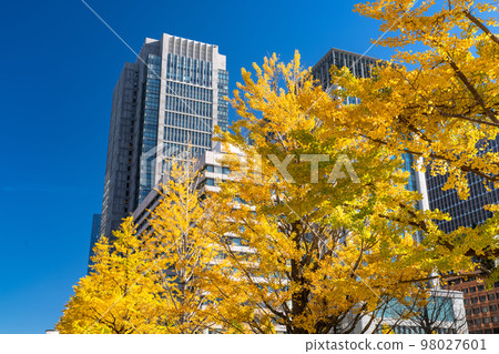 《Tokyo》Autumn Tokyo Marunouchi・Colored Ginkgo Ginkgo Street 《Tokyo》Autumn Tokyo Marunouchi・Colored Ginkgo Ginkgo Street 98027601