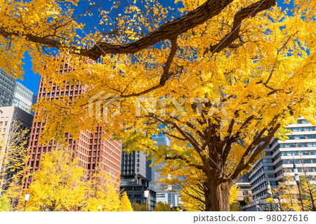 《Tokyo》Autumn Tokyo Marunouchi・Colored Ginkgo Ginkgo Street 《Tokyo》Autumn Tokyo Marunouchi・Colored Ginkgo Ginkgo Street 98027616