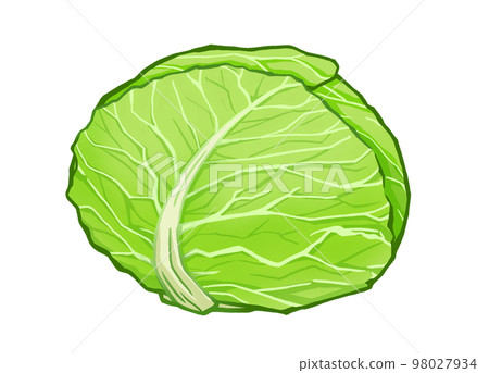 白菜的插圖 白菜的插圖 98027934