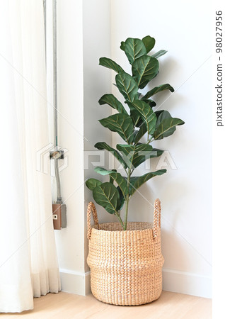 Artificial plant on room corner, Indoor tropical houseplant for home and living room interior 98027956