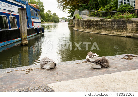 Brown swans resting on the banks of the River Thames in Oxford 98028205