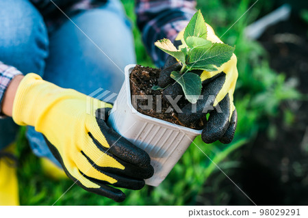 Hand of woman gardener in gloves holds seedling of small apple tree in her hands preparing to plant it in the ground. Tree planting concept Hand of woman gardener in gloves holds seedling of small apple tree in her hands preparing to plant it in the ground. Tree planting concept 98029291