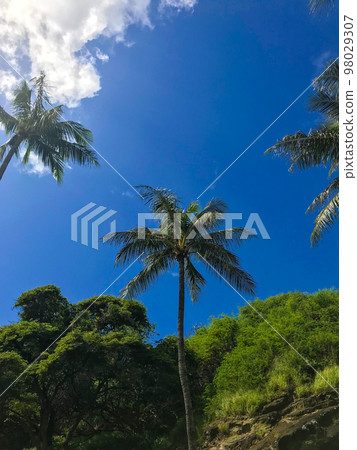 夏威夷恐龍灣景觀 夏威夷恐龍灣景觀 98029307