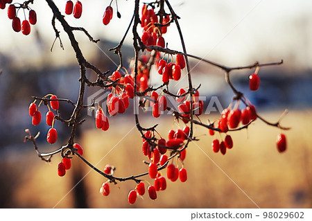 Corn oil Corn oil 98029602