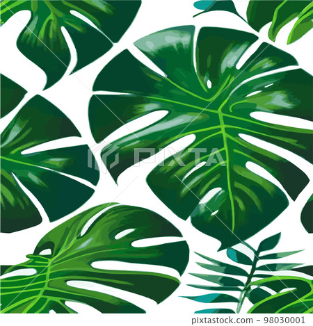 green monstera pattern white background. exotic pattern with tropical leaves. Vector illustration. monstera leaf pattern. Tropical palm leaves. Exotic design fabric, textile print, wrapping paper green monstera pattern white background. exotic pattern with tropical leaves. Vector illustration. monstera leaf pattern. Tropical palm leaves. Exotic design fabric, textile print, wrapping paper 98030001