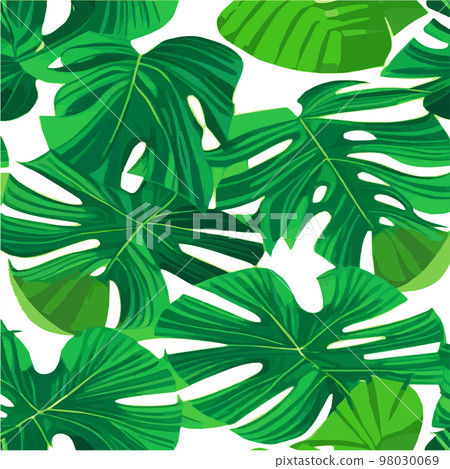 green monstera pattern white background. exotic pattern with tropical leaves. Vector illustration. monstera leaf pattern. Tropical palm leaves. Exotic design fabric, textile print, wrapping paper 98030069
