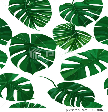 green monstera pattern white background. exotic pattern with tropical leaves. Vector illustration. monstera leaf pattern. Tropical palm leaves. Exotic design fabric, textile print, wrapping paper 98030070