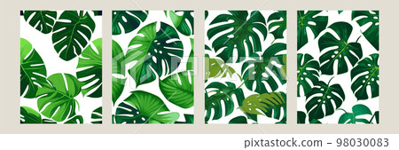 green monstera as a pattern on a white background. exotic pattern with tropical leaves. Vector illustration. set of square posters green monstera as a pattern on a white background. exotic pattern with tropical leaves. Vector illustration. set of square posters 98030083