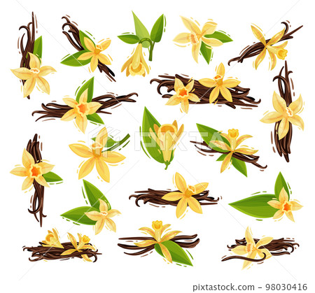 Beautiful Yellow Vanilla Blossom with Dry Stick Big Vector Set Beautiful Yellow Vanilla Blossom with Dry Stick Big Vector Set 98030416
