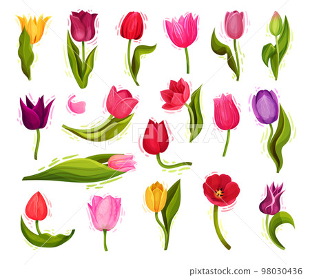 Colorful Tulip Flowers on Green Stalk with Leaf Big Vector Set Colorful Tulip Flowers on Green Stalk with Leaf Big Vector Set 98030436