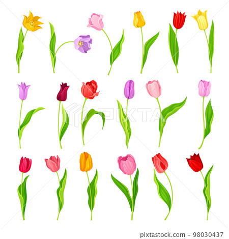 Colorful Tulip Flowers on Green Stalk with Leaf Big Vector Set 98030437