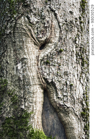 abstract detail of the cracked trunk of an old spruce abstract detail of the cracked trunk of an old spruce 98030529