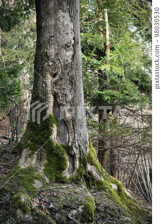 detail of the cracked trunk of an old spruce 98030530