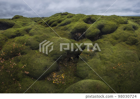Icelandic green moss. Eldhraun Lava fields.  98030724
