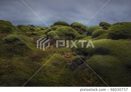 Icelandic green moss. Eldhraun Lava fields.  98030737