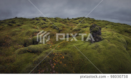 Icelandic green moss. Eldhraun Lava fields.  98030738