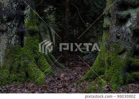 Roots of tree with green moss in autumn forest Roots of tree with green moss in autumn forest 98030802