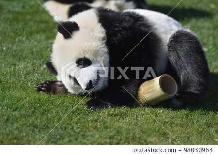 Momohama playing with bamboo 98030963