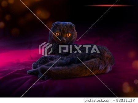lop-eared british cat gray and purple hue. Scottish cat. Fold-eared Scotsman. Beautiful cat close-up. Creative photo. High quality photo lop-eared british cat gray and purple hue. Scottish cat. Fold-eared Scotsman. Beautiful cat close-up. Creative photo. High quality photo 98031137