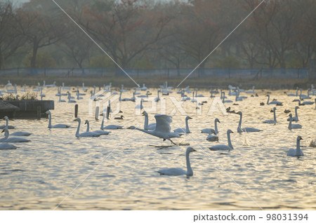 新潟水面上奔跑的天鵝 98031394