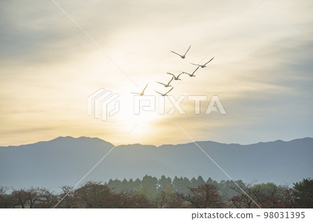 飛行中的新潟天鵝 飛行中的新潟天鵝 98031395