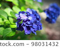 繡球花在陽光下搖曳 紫色 98031432
