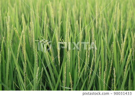 盛開的稻穗 98031433