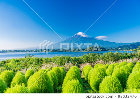 (Yamanashi Prefecture) Mofumofu, green kochia and Mt. Fuji (Yamanashi Prefecture) Mofumofu, green kochia and Mt. Fuji 98032470