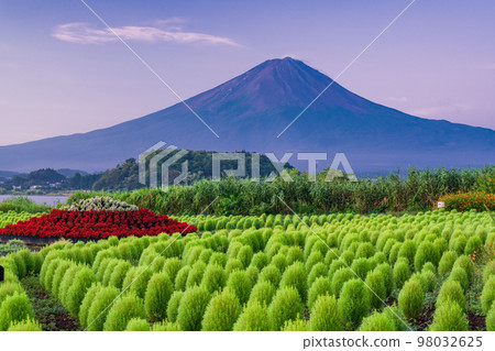 (Yamanashi Prefecture) Mofumofu, green kochia and Mt. Fuji (Yamanashi Prefecture) Mofumofu, green kochia and Mt. Fuji 98032625