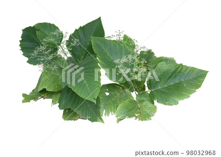 Leea macrophylla (Hathikana)  plant 98032968