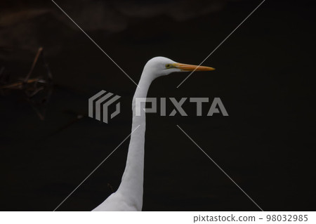 White egret neck up (black background) 98032985