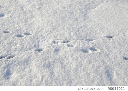animal footprints in the snow 98033021