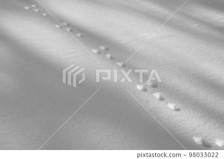 animal footprints in the snow 98033022