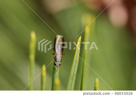 Creature, Insect, Heligrophyllum fly, the leading edge of the wing is black. If you look closely, there are short hairs there Creature, Insect, Heligrophyllum fly, the leading edge of the wing is black. If you look closely, there are short hairs there 98033026