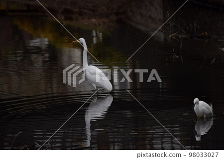 Standing figure of a baby egret and a parent egret watching its surroundings 98033027