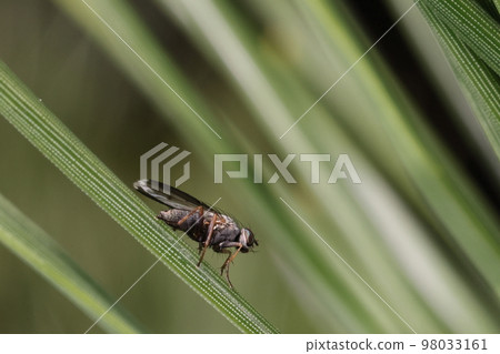 生物，昆蟲，Heligrophyllum，十二月中旬。它在陽光下積極地飛來飛去 98033161