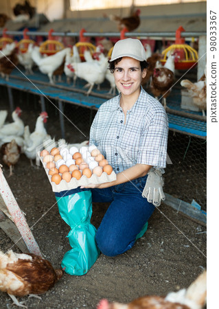 Smiling adult latin woman in plaid shirt and cap collecting eggs in chicken farm Smiling adult latin woman in plaid shirt and cap collecting eggs in chicken farm 98033367