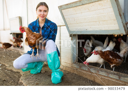 highly experienced european adult woman working in chicken farm highly experienced european adult woman working in chicken farm 98033479
