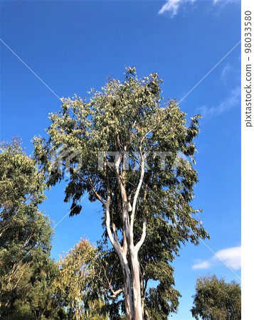 White trunk and blue sky of big eucalyptus tree 98033580