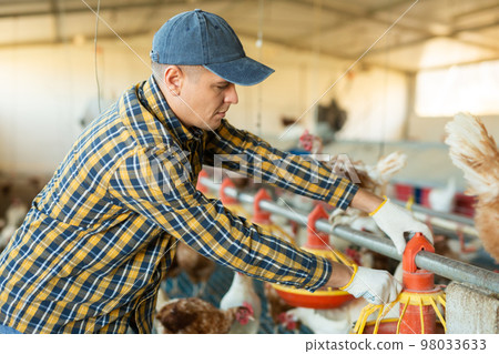 Portrait of European male farmer controling chicken feeding on farm Portrait of European male farmer controling chicken feeding on farm 98033633