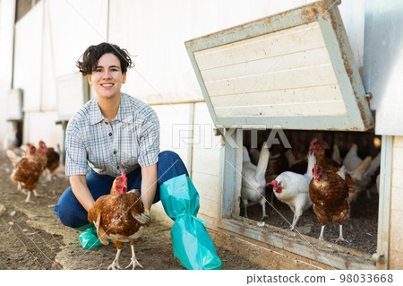 Hispanic female farmer inspecting laying hens on backyard of poultry farm Hispanic female farmer inspecting laying hens on backyard of poultry farm 98033668