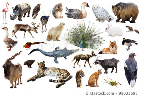 asia animals isolated asia animals isolated 98033683