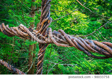 Oku Iya Double Kazura Bridge Oku Iya Double Kazura Bridge 98033758