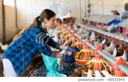 Female owner of poultry farm setting up hanging chicken feeders Female owner of poultry farm setting up hanging chicken feeders 98033943