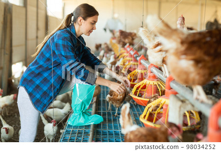 Young female farmer controling chicken feeding on farm Young female farmer controling chicken feeding on farm 98034252